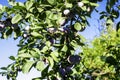 blue plums among green branches in the garden on a sunny day Royalty Free Stock Photo
