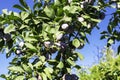 blue plums among green branches in the garden on a sunny day Royalty Free Stock Photo