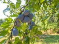 Blue plums between the green leaves of the tree.