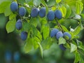 Blue plums hanging on a plum tree Royalty Free Stock Photo