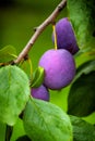 Blue plums on the tree Royalty Free Stock Photo