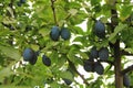 Blue plums tree Royalty Free Stock Photo