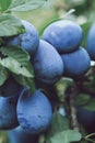 Blue plums on a tree Royalty Free Stock Photo