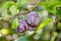 Blue plums on tree Royalty Free Stock Photo