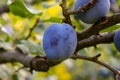 Blue plums on a tree