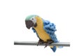 Blue plush macaw on a perch