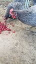Blue Plymouth Rock hens pecking cranberries