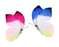 Blue and pnk butterflies Royalty Free Stock Photo
