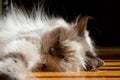 Blue point himalayan cat Royalty Free Stock Photo