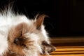 Blue point himalayan cat Royalty Free Stock Photo