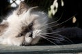 Blue point himalayan cat Royalty Free Stock Photo