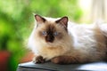 Blue point Himalayan cat outdoor Royalty Free Stock Photo