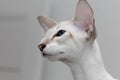 Blue-point oriental Siamese cat with blue eyes, large ears and a mustache on a blurred background. Royalty Free Stock Photo