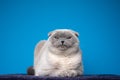 blue point scottish fold cat making funny face looking displeased or angry