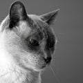 Blue Point Siamese Cat