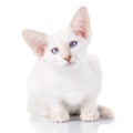 Blue-point siamese cat portrait Royalty Free Stock Photo