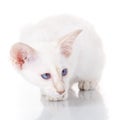 Blue-point siamese cat on white Royalty Free Stock Photo