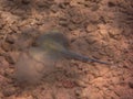 Blue point stingray