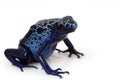 Blue Poison Arrow Frog (Dendrobates azureus) Royalty Free Stock Photo