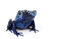 Blue Poison Arrow Frog (Dendrobates azureus) Royalty Free Stock Photo