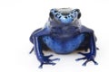 Blue Poison Arrow Frog (Dendrobates azureus) Royalty Free Stock Photo