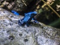 Blue poison arrow frog Royalty Free Stock Photo