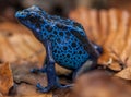 A poison arrow frog from South America Royalty Free Stock Photo