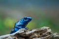 Blue poison arrow frog Royalty Free Stock Photo