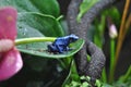 Blue Poison Arrow Frog Royalty Free Stock Photo