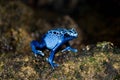 Blue poison dart frog Royalty Free Stock Photo