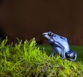 Blue poison dart frog Royalty Free Stock Photo