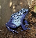 Blue Poison Dart Frog