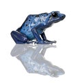 Blue Poison Dart frog against white background Royalty Free Stock Photo