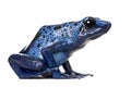 Blue Poison Dart frog against white background Royalty Free Stock Photo