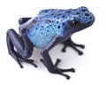 Blue poison dart frog Amazon rain forest