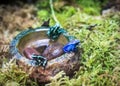 Blue poison dart frog Royalty Free Stock Photo