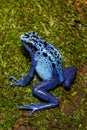 Blue Poison Dart Frog climbing.