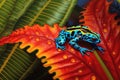 blue poison dart frog on a colorful leaf Royalty Free Stock Photo