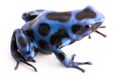Blue poison dart frog Dendrobatees auratus Royalty Free Stock Photo