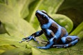 Blue poison dart frog Royalty Free Stock Photo