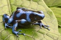 Blue poison dart frog Royalty Free Stock Photo