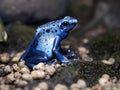 blue poison dart frog, Dendrobates azureus, is really beautiful blue Royalty Free Stock Photo