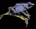 Blue poison dart frog Royalty Free Stock Photo