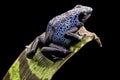 Blue poison dart frog Royalty Free Stock Photo