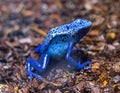Blue-Poison-Dart-Frog Dendrobates-azureus resides in Northeastern-South-America Royalty Free Stock Photo