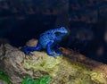 Blue-Poison-Dart-Frog (Dendrobates-azureus) Royalty Free Stock Photo