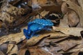 Blue-Poison-Dart-Frog (Dendrobates-azureus) Royalty Free Stock Photo