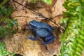 Blue-Poison-Dart-Frog (Dendrobates-azureus) Royalty Free Stock Photo