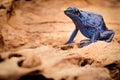 Blue poison dart frog Royalty Free Stock Photo