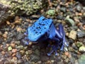 Blue poison dart frog Dendrobates tinctorius azureus, Blue poison arrow frog, Der Blaue Baumsteiger, Azurblauer Baumsteiger